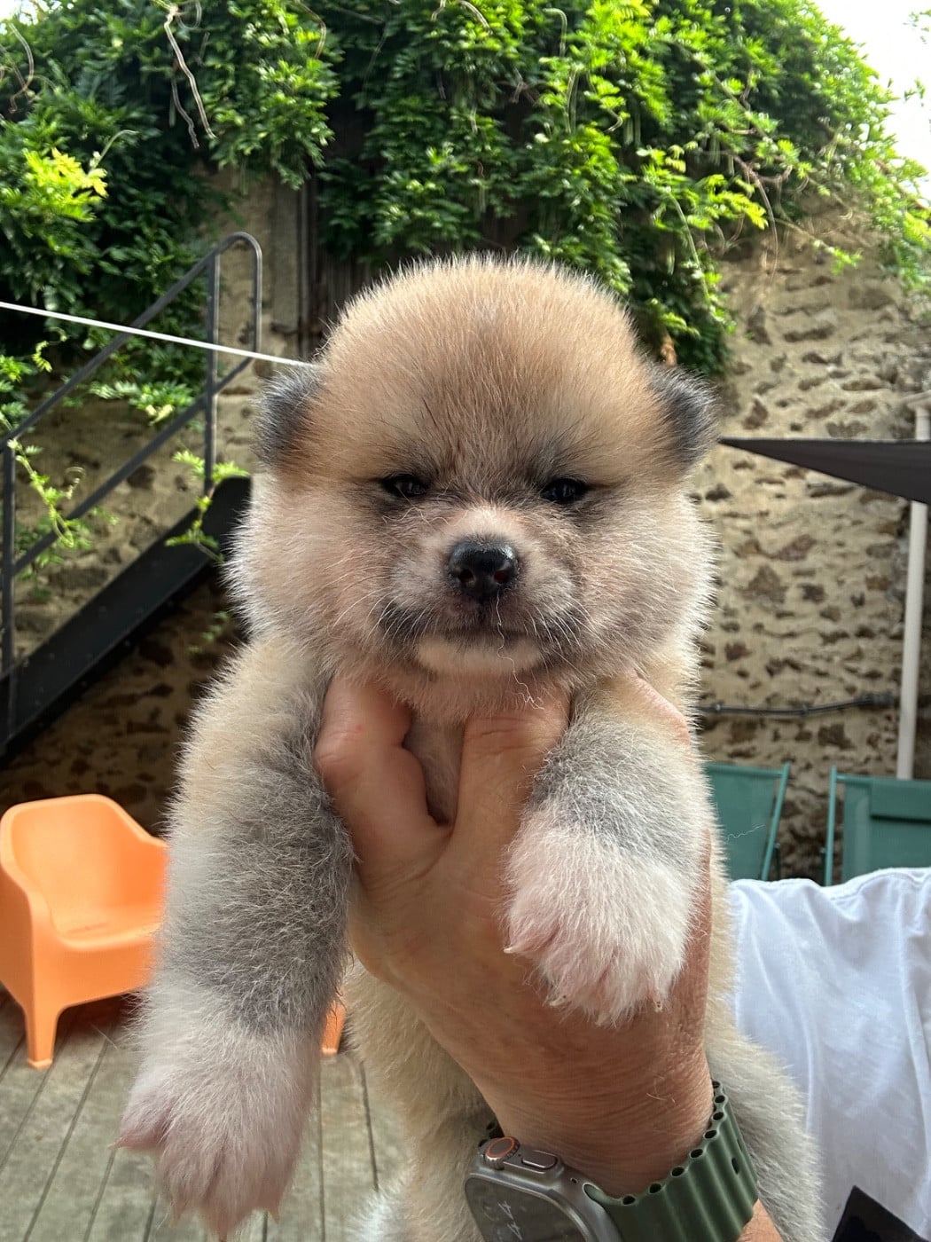 CHIOT 4 - Akita