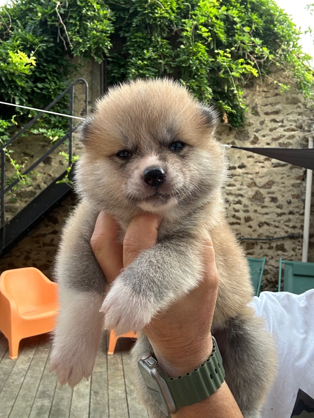 Femelle N 5 - Akita