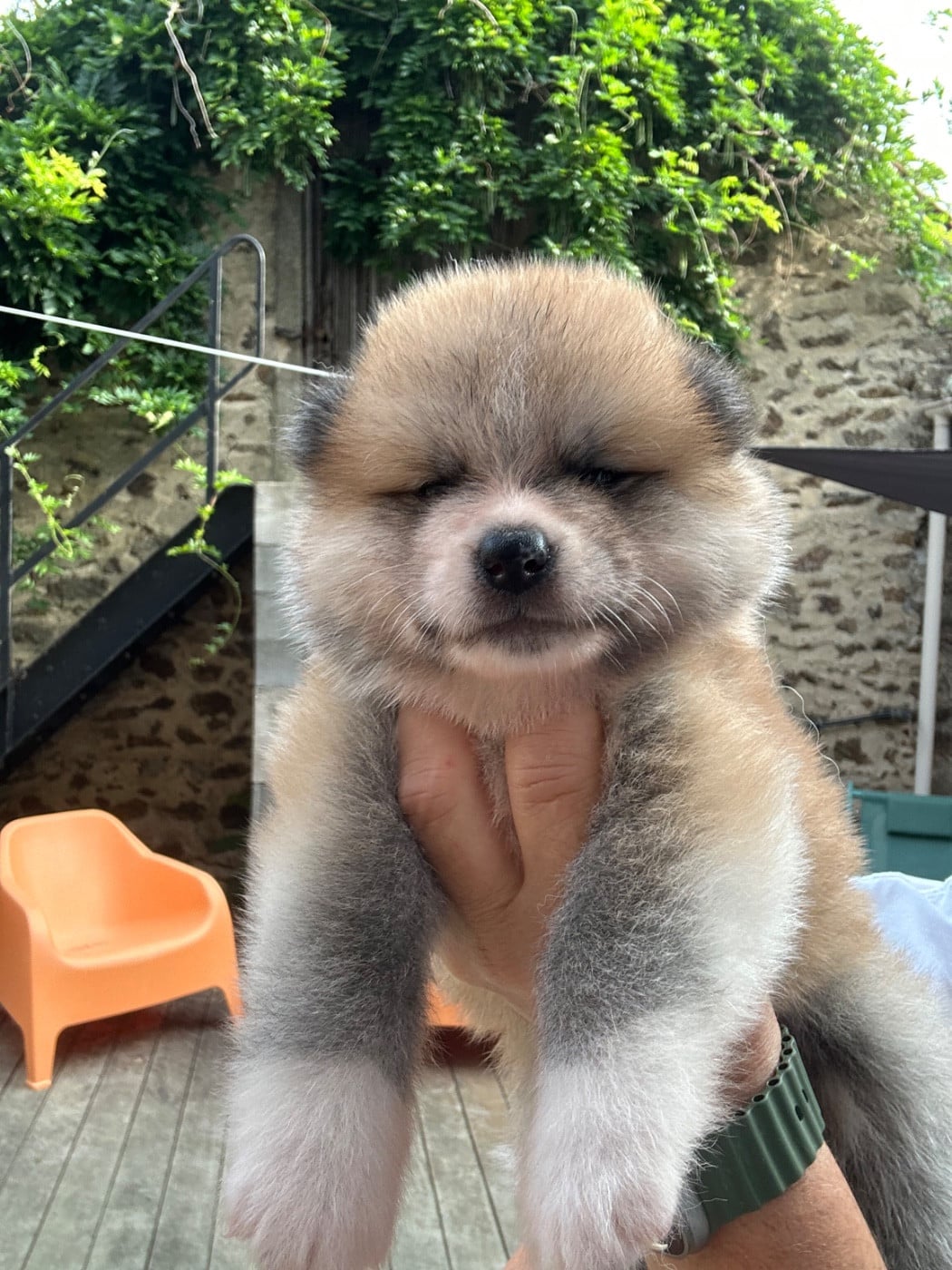 MALE ROUX FONCÉ - Akita