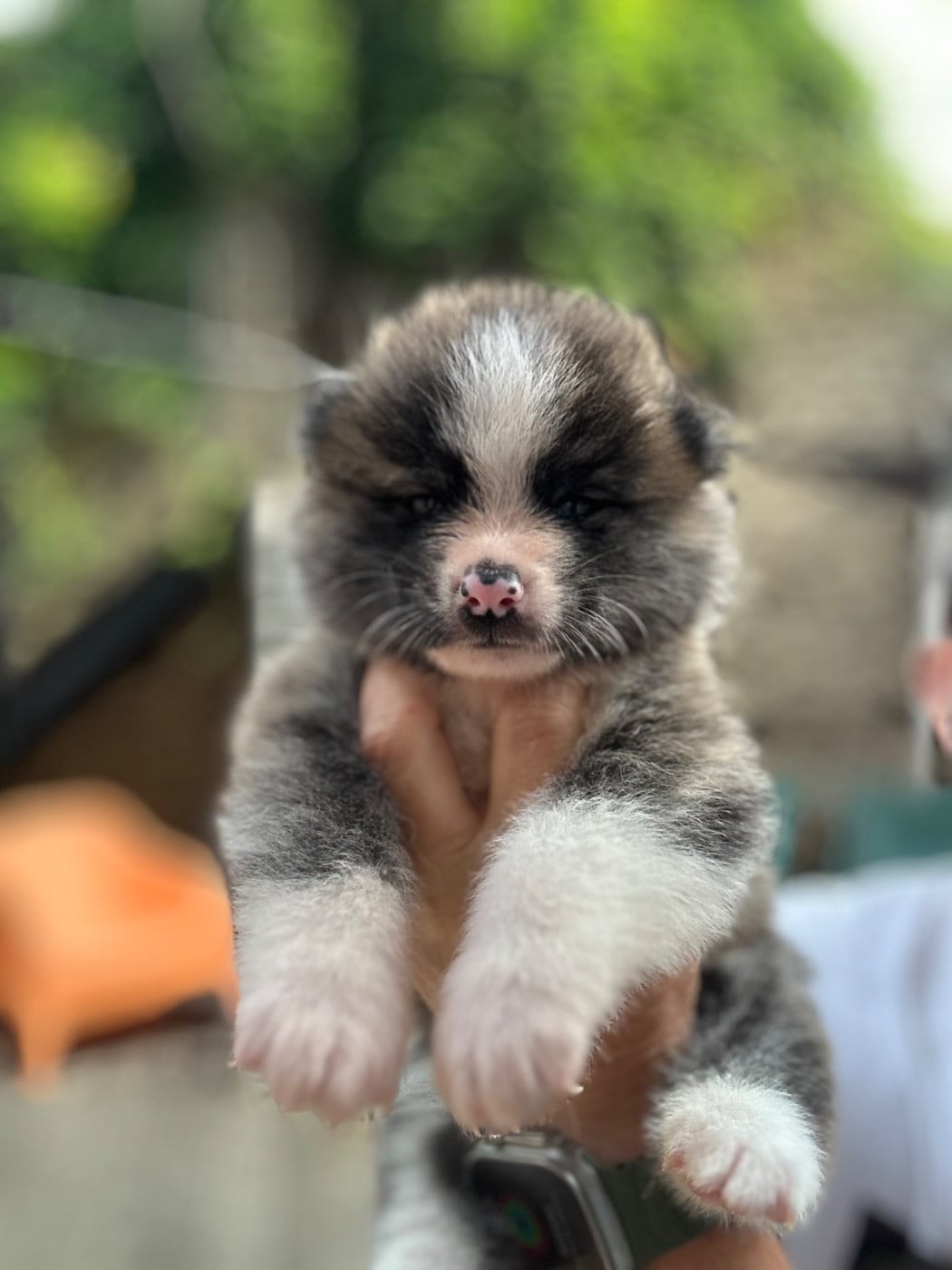Male Bringé - Akita