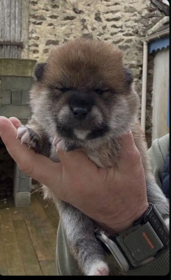 Les chiots de Shiba