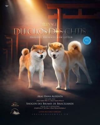 Les chiots de Shiba