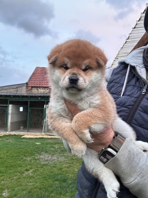 Les chiots de Shiba