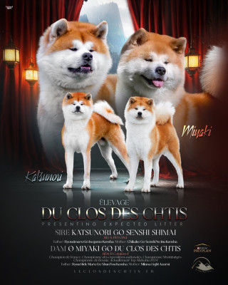 Les chiots de Akita