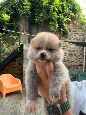 Les chiots de Akita