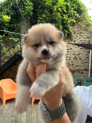 Les chiots de Akita