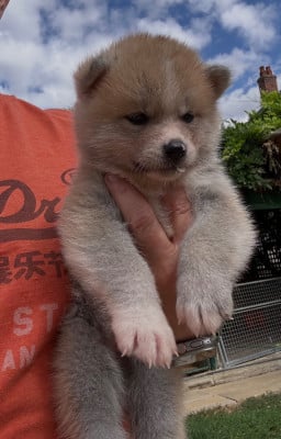 Les chiots de Akita