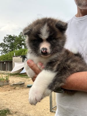 Les chiots de Akita