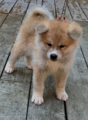 Les chiots de Akita