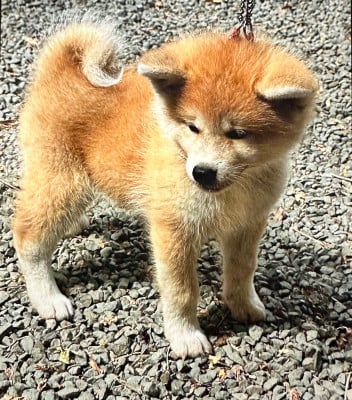 Les chiots de Akita