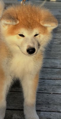 Les chiots de Akita