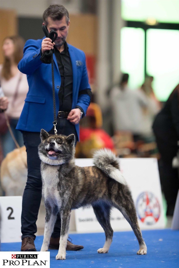 Mitsuki -go du Clos des Chtis - CACS + RCACIB