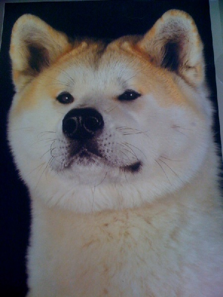 E' aya-go du Clos des Chtis - CACS + Meilleur de Race.+3 iéme du groupe