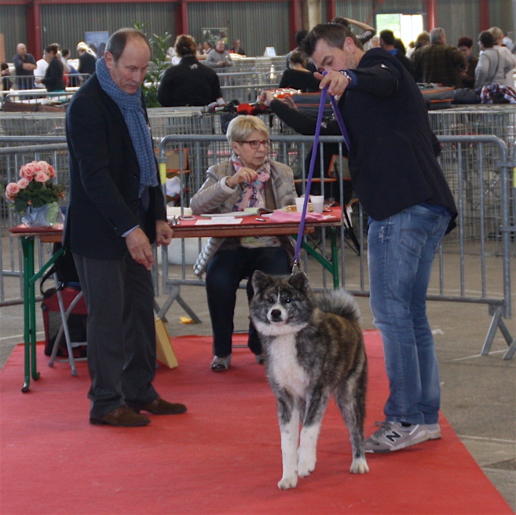 Mitsuki -go du Clos des Chtis - BEST PUPPY AKITA INU