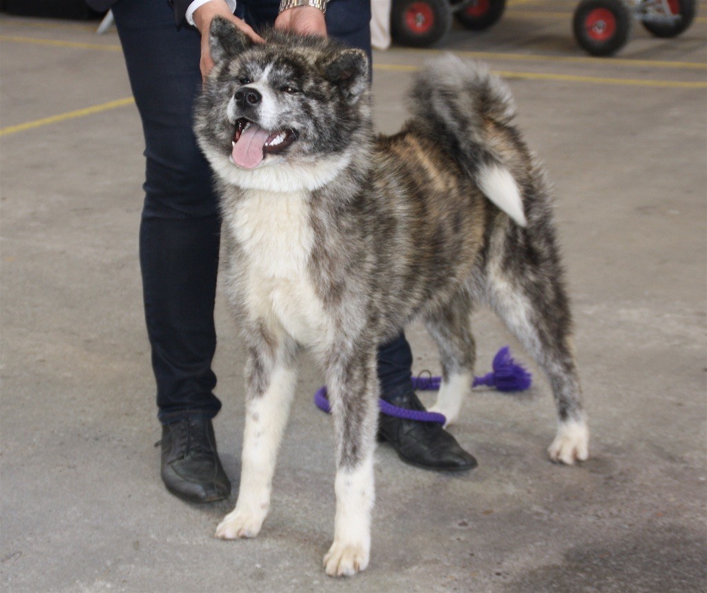 Mitsuki -go du Clos des Chtis - BEST PUPPY AKITA INU