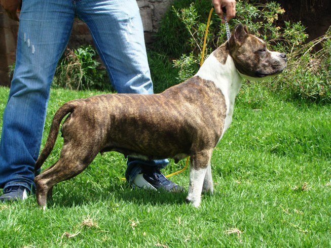 CH. Fraja ne Backstage ticket