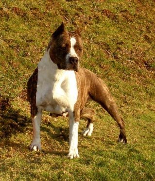 CH. Fraja ne Backstage ticket