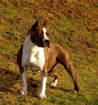 CH. Fraja ne Backstage ticket