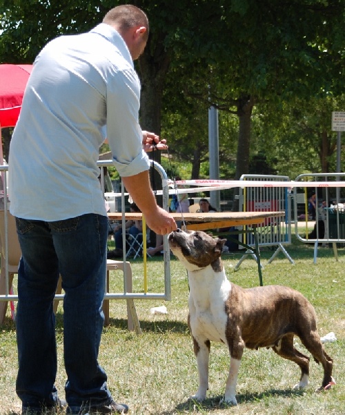 CH. Fraja ne Backstage ticket - BOB VETERAN