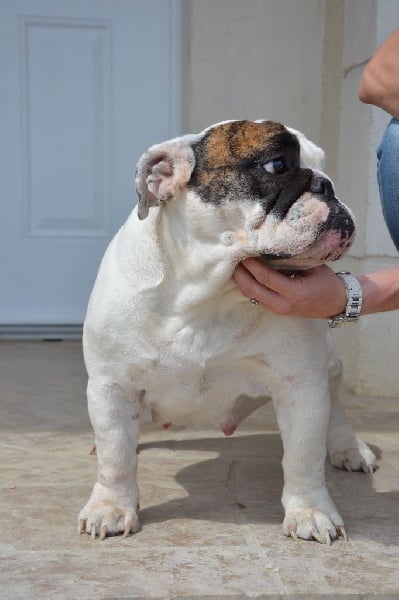 Publication : Vom schloss maraness