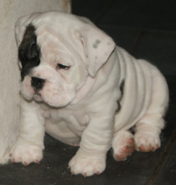 Publication : Vom schloss maraness