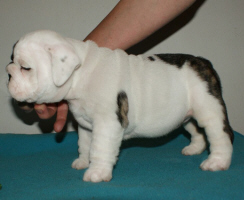 Publication : Vom schloss maraness