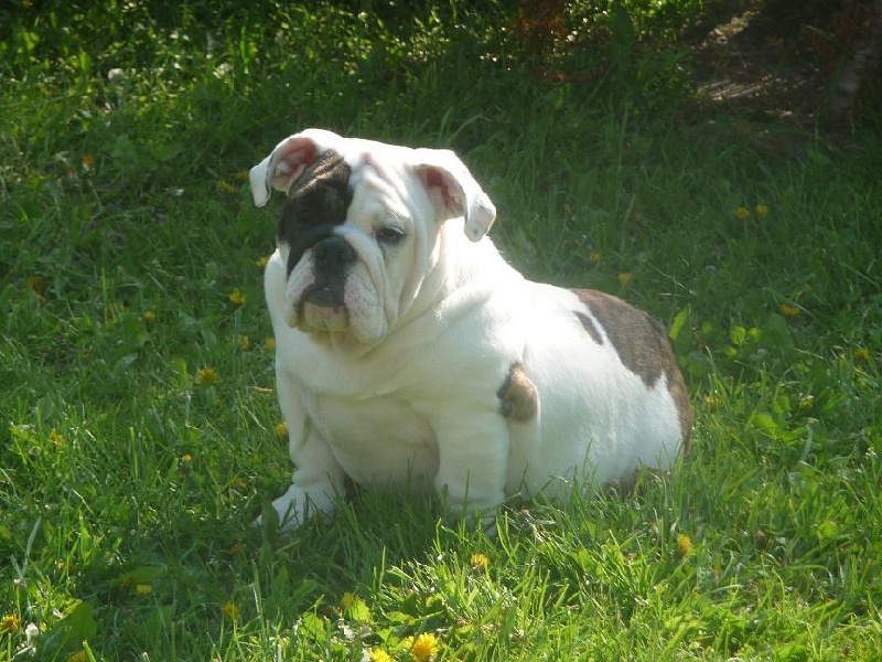 Publication : Vom schloss maraness