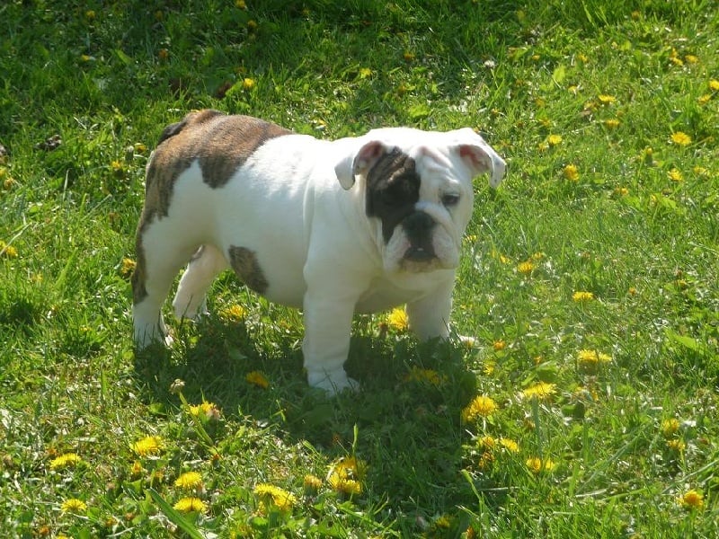 Publication : Vom schloss maraness