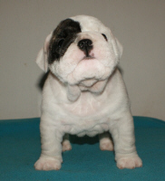 Publication : Vom schloss maraness