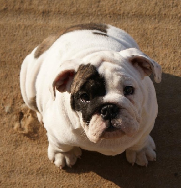 Publication : Vom schloss maraness