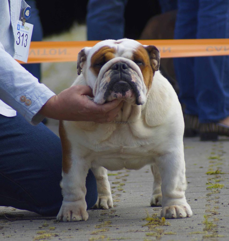 Publication : Vom schloss maraness