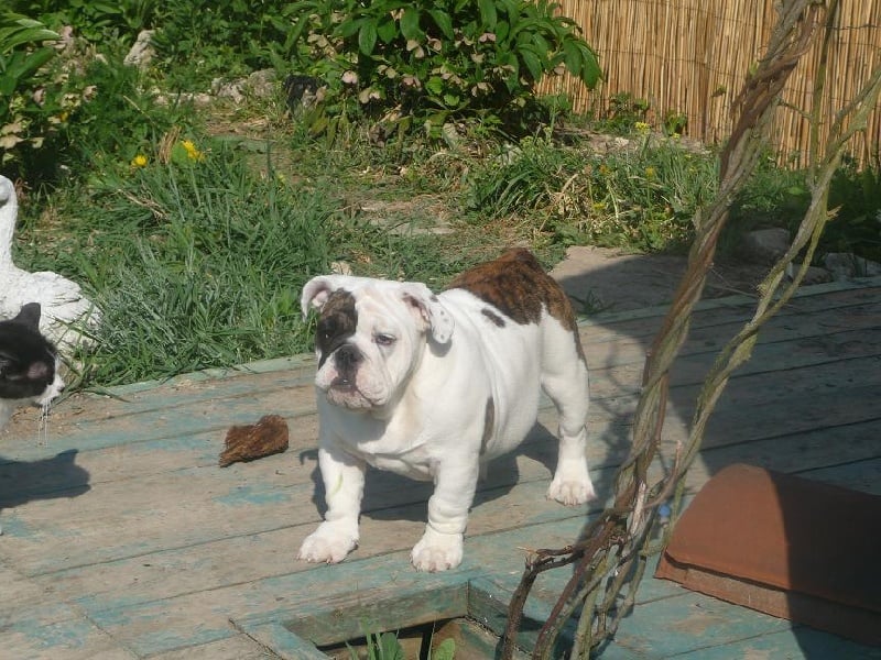 Publication : Vom schloss maraness