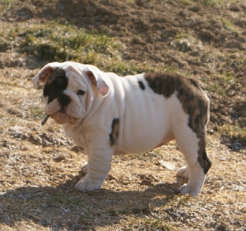 Publication : Vom schloss maraness