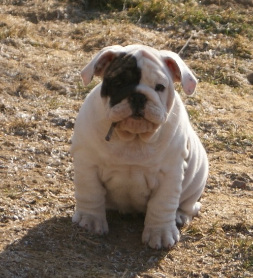 Publication : Vom schloss maraness