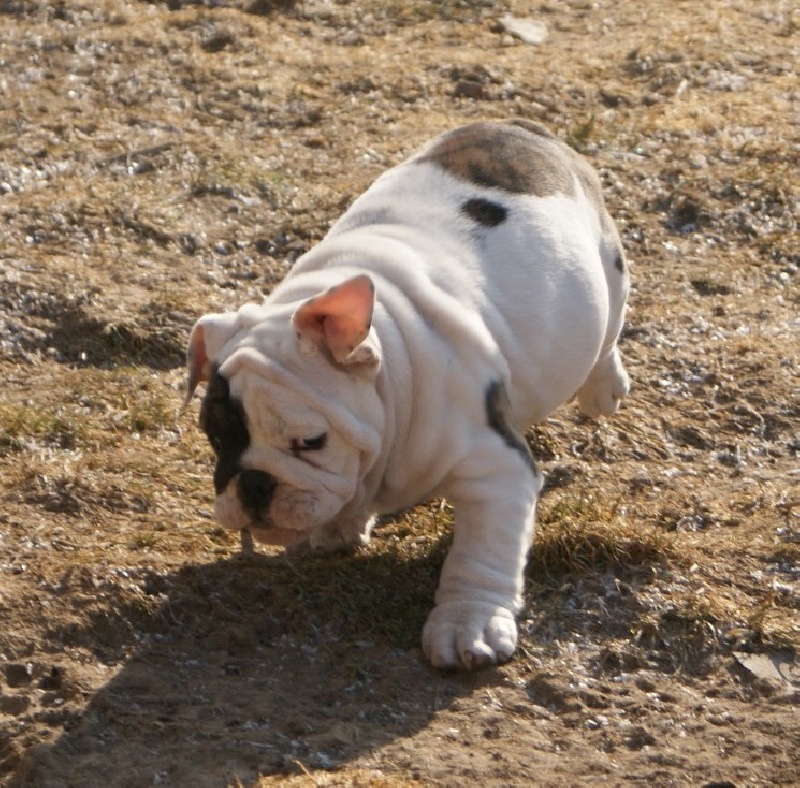 Publication : Vom schloss maraness