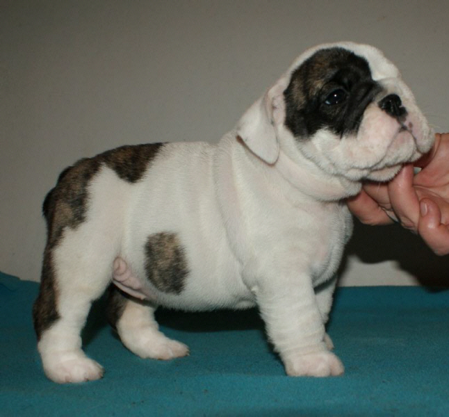 Publication : Vom schloss maraness