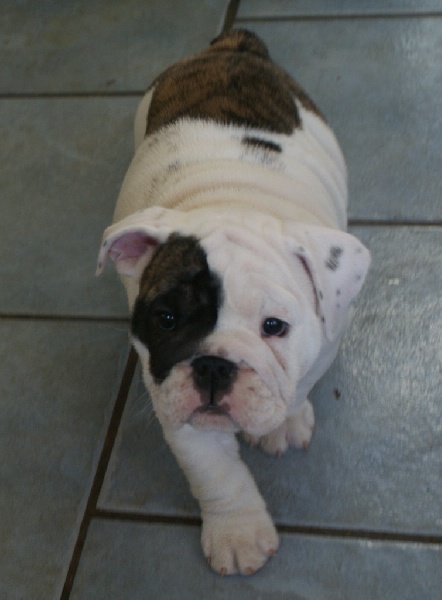 Publication : Vom schloss maraness