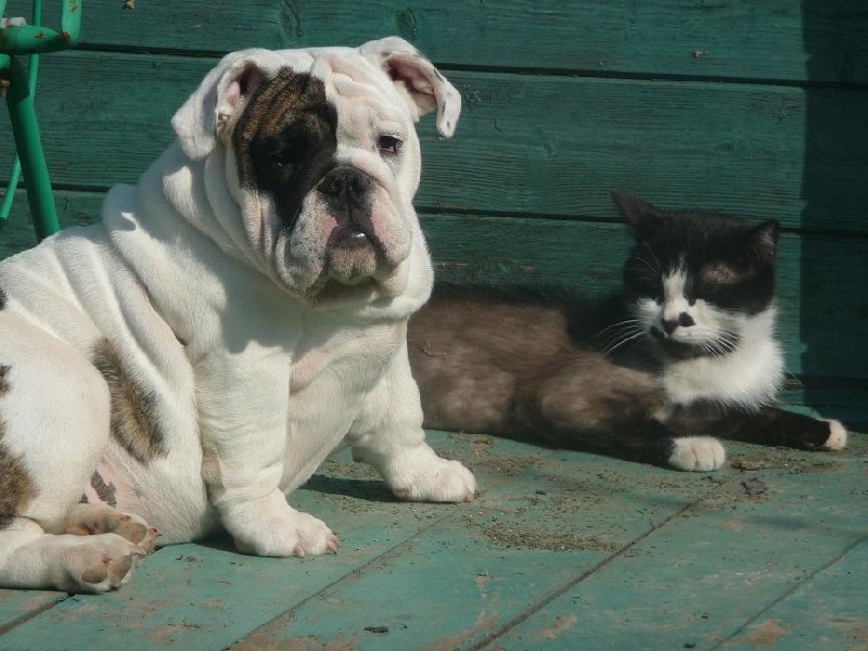 Publication : Vom schloss maraness