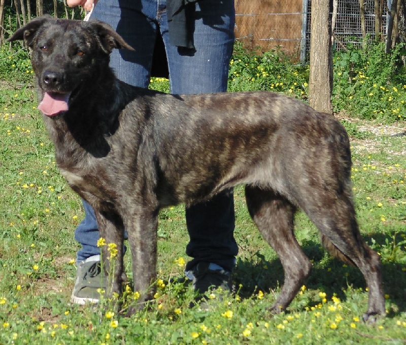 Gothika de la Pluie de Loups