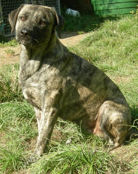 Bella de la Pluie de Loups