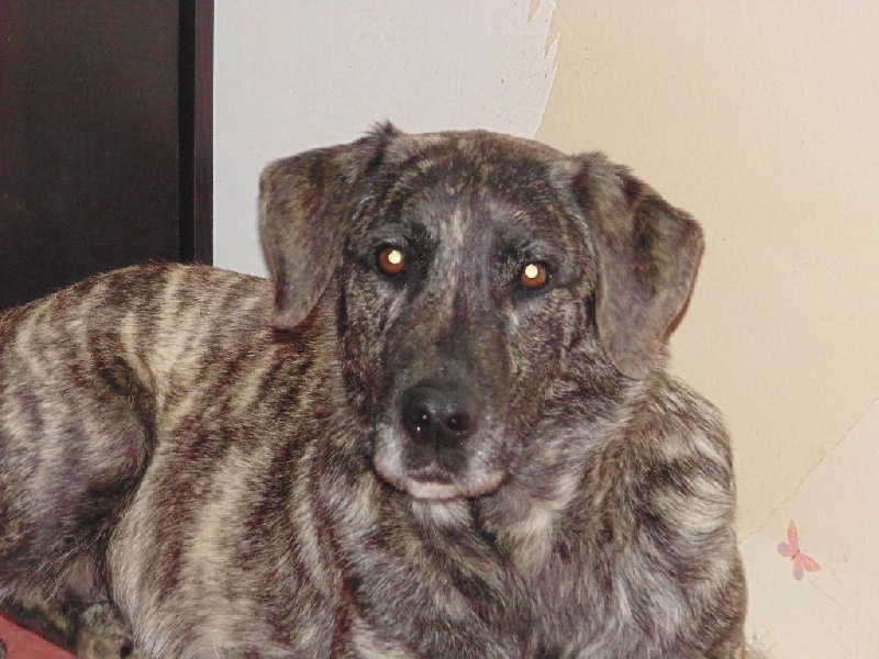 Publication : de la Pluie de Loups Auteur : BARET Mélinda