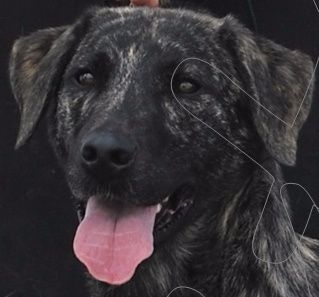 Publication : de la Pluie de Loups Auteur : BARET Mélinda