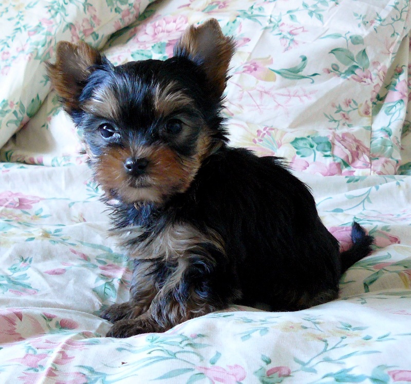 Publication : du Val de Mogador