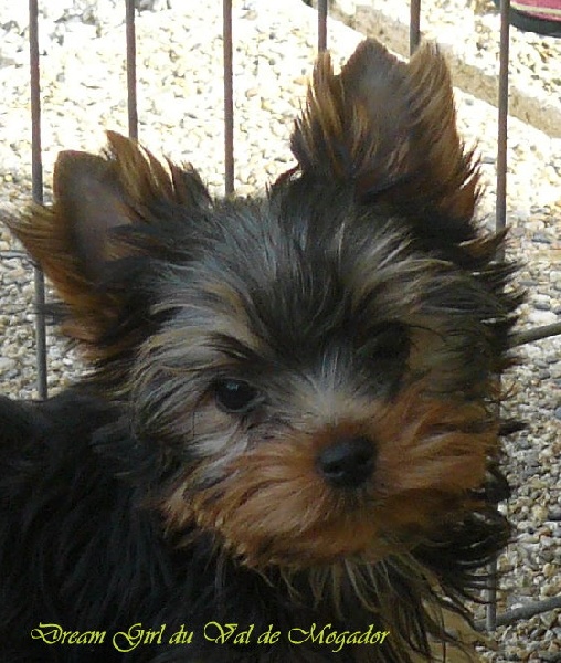 Publication : du Val de Mogador