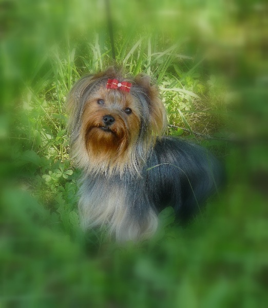 Publication : De la villa du sieur paoli