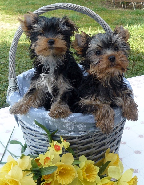 Publication : du Val de Mogador