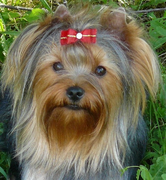 Publication : De la villa du sieur paoli