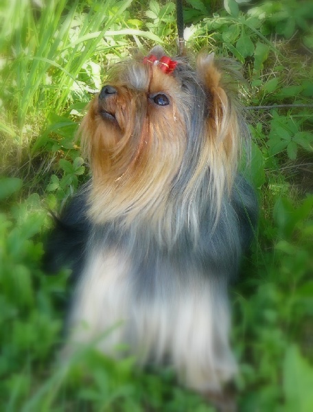 Publication : De la villa du sieur paoli