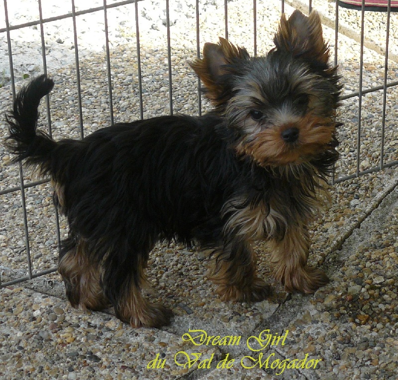 Publication : du Val de Mogador