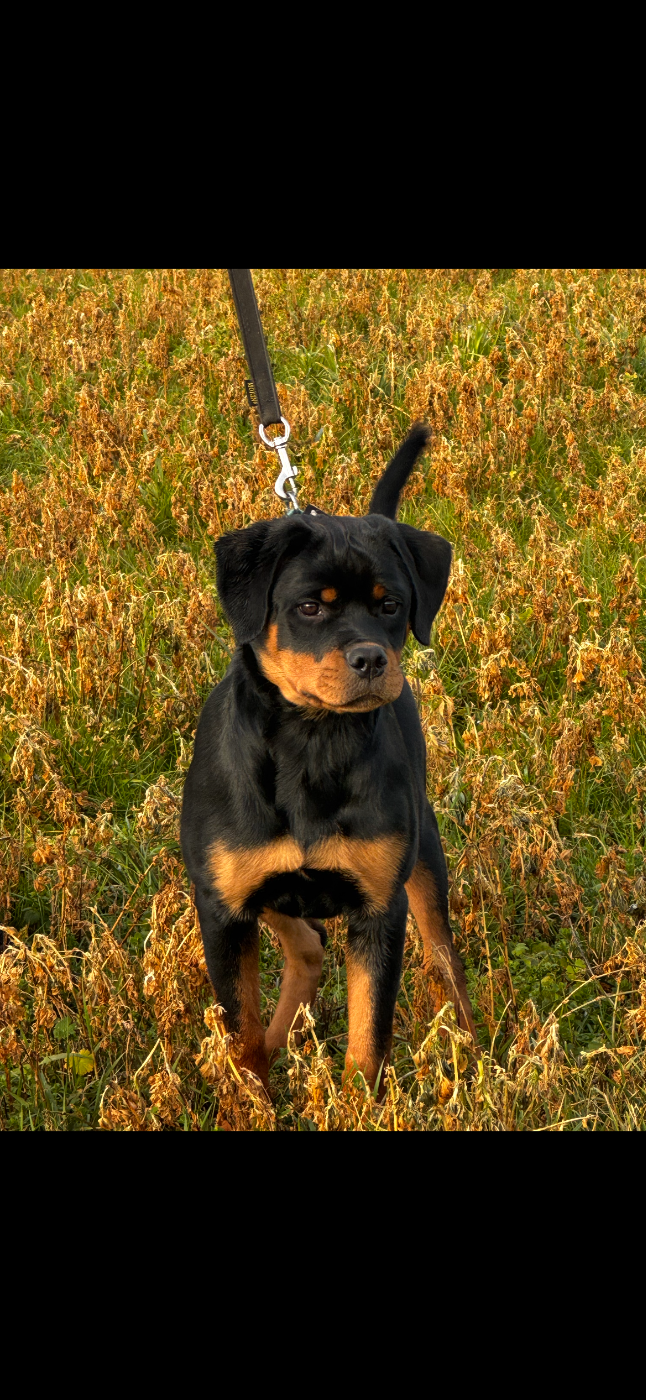 Angie La Tribu De Weiler